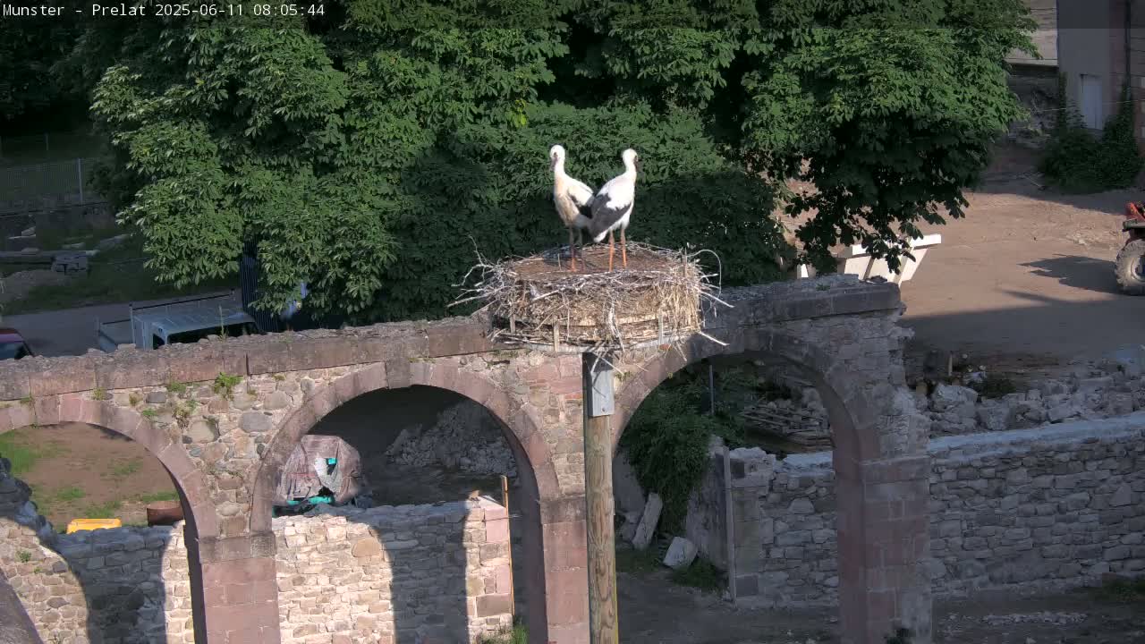 Munster, Ruines de l'Ancienne abbaye Saint Grégoire (Ruins of the Old Abbey of Saint Gregory) & Stork Nest Live Cam - Colmar-Ribeauvillé, Haut-Rhin, Grand Est, France