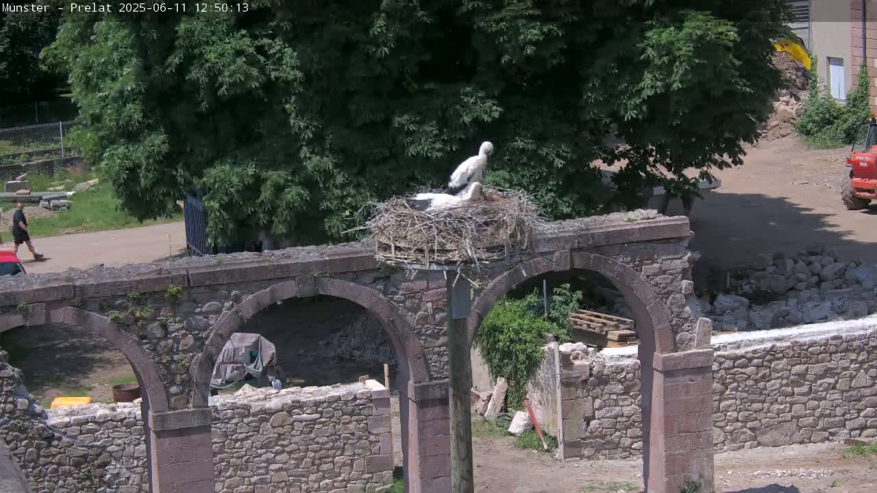 A white stork stands in a nest atop a weathered stone archway on a sunny day.
