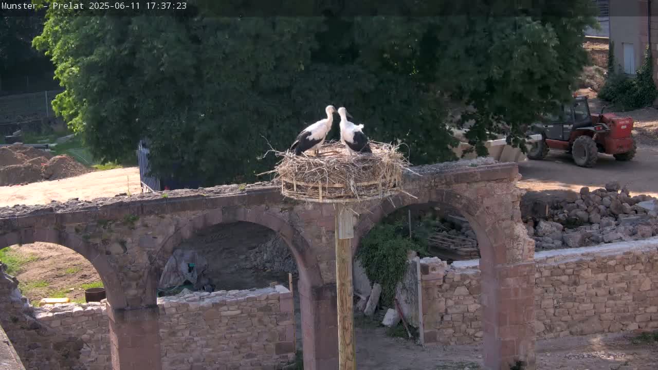 Two white storks are perched in a nest atop a wooden post situated on the ruins of a stone archway under a sunny sky.