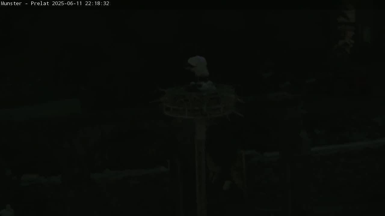 Munster, Ruines de l'Ancienne abbaye Saint Grégoire (Ruins of the Old Abbey of Saint Gregory) & Stork Nest Live Cam - Colmar-Ribeauvillé, Haut-Rhin, Grand Est, France