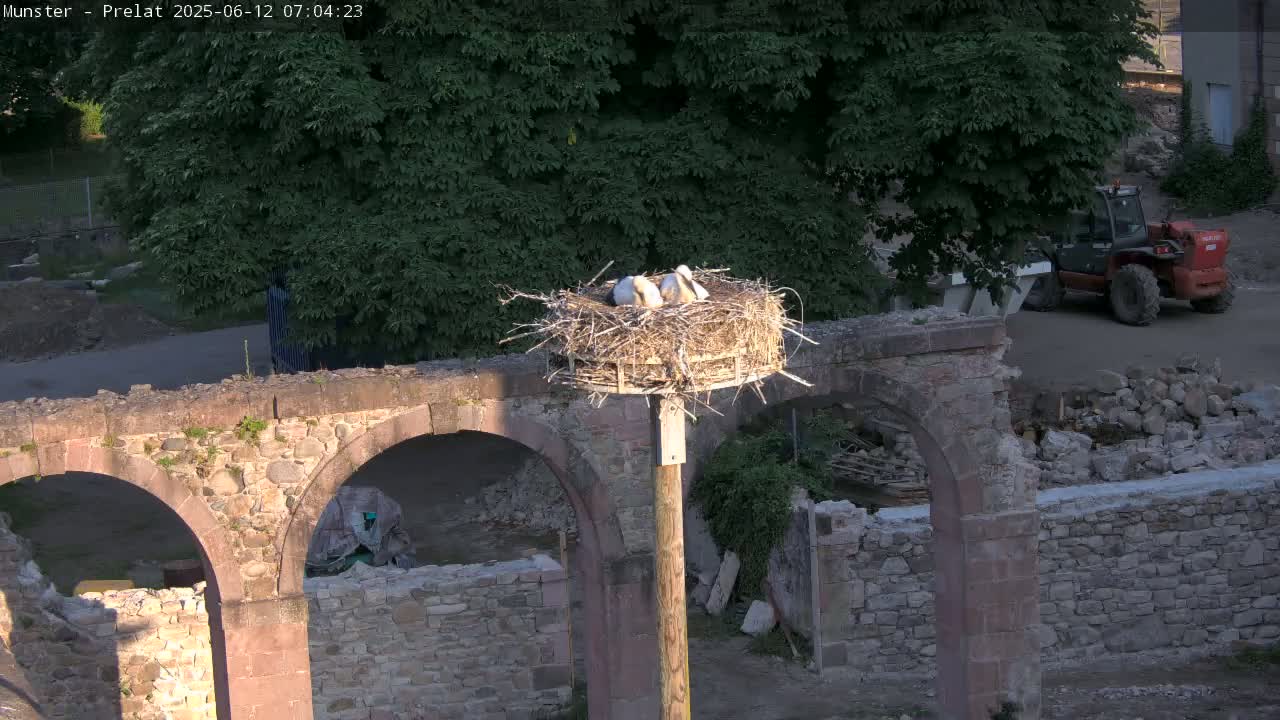 Munster, Ruines de l'Ancienne abbaye Saint Grégoire (Ruins of the Old Abbey of Saint Gregory) & Stork Nest Live Cam - Colmar-Ribeauvillé, Haut-Rhin, Grand Est, France