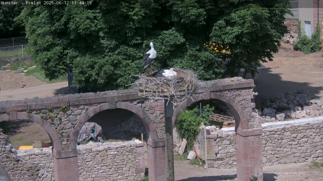 Two white storks are perched in a nest atop a stone structure with arched openings under a sunny sky.