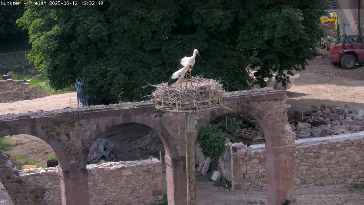 Two storks stand in a nest atop a weathered stone archway amidst construction debris on a sunny day.