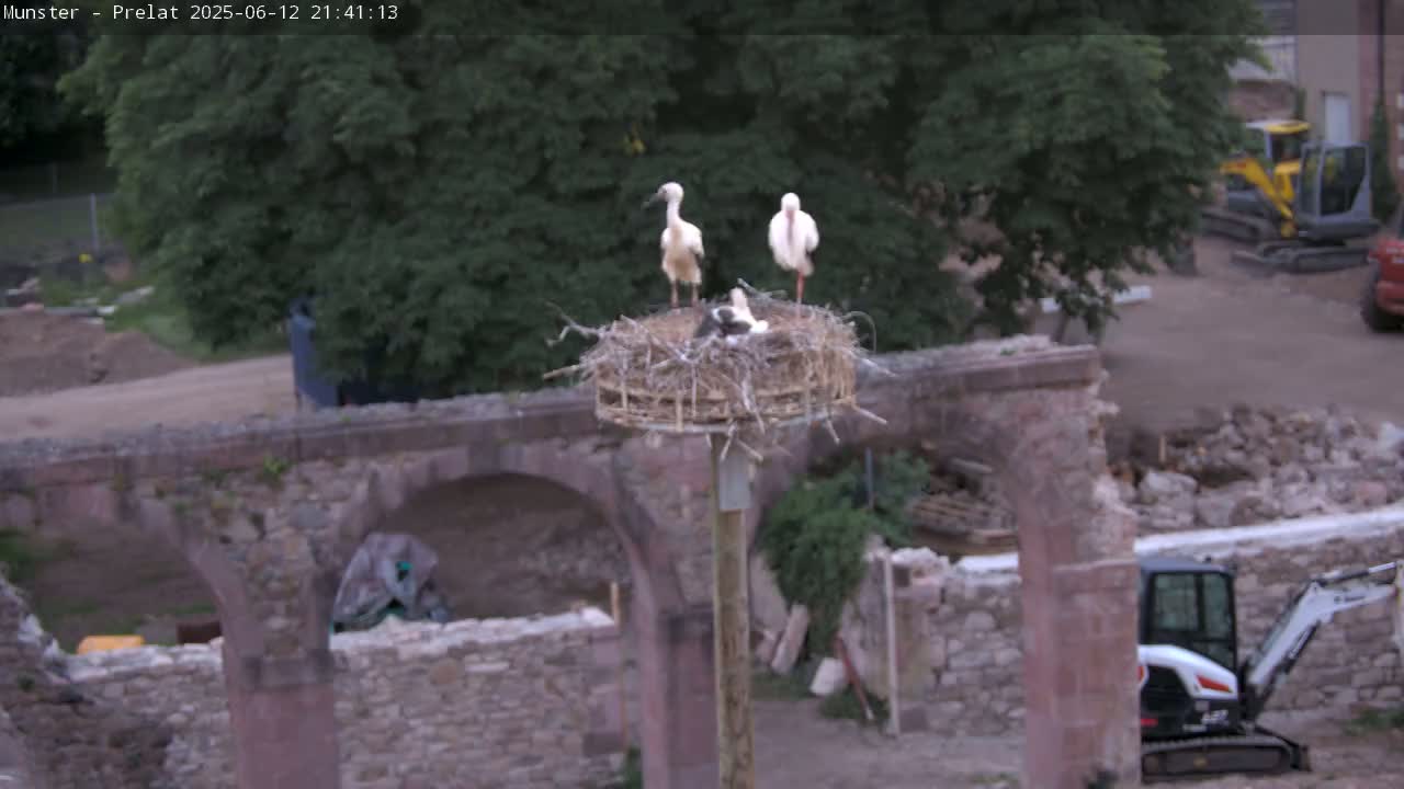 Munster, Ruines de l'Ancienne abbaye Saint Grégoire (Ruins of the Old Abbey of Saint Gregory) & Stork Nest Live Cam - Colmar-Ribeauvillé, Haut-Rhin, Grand Est, France