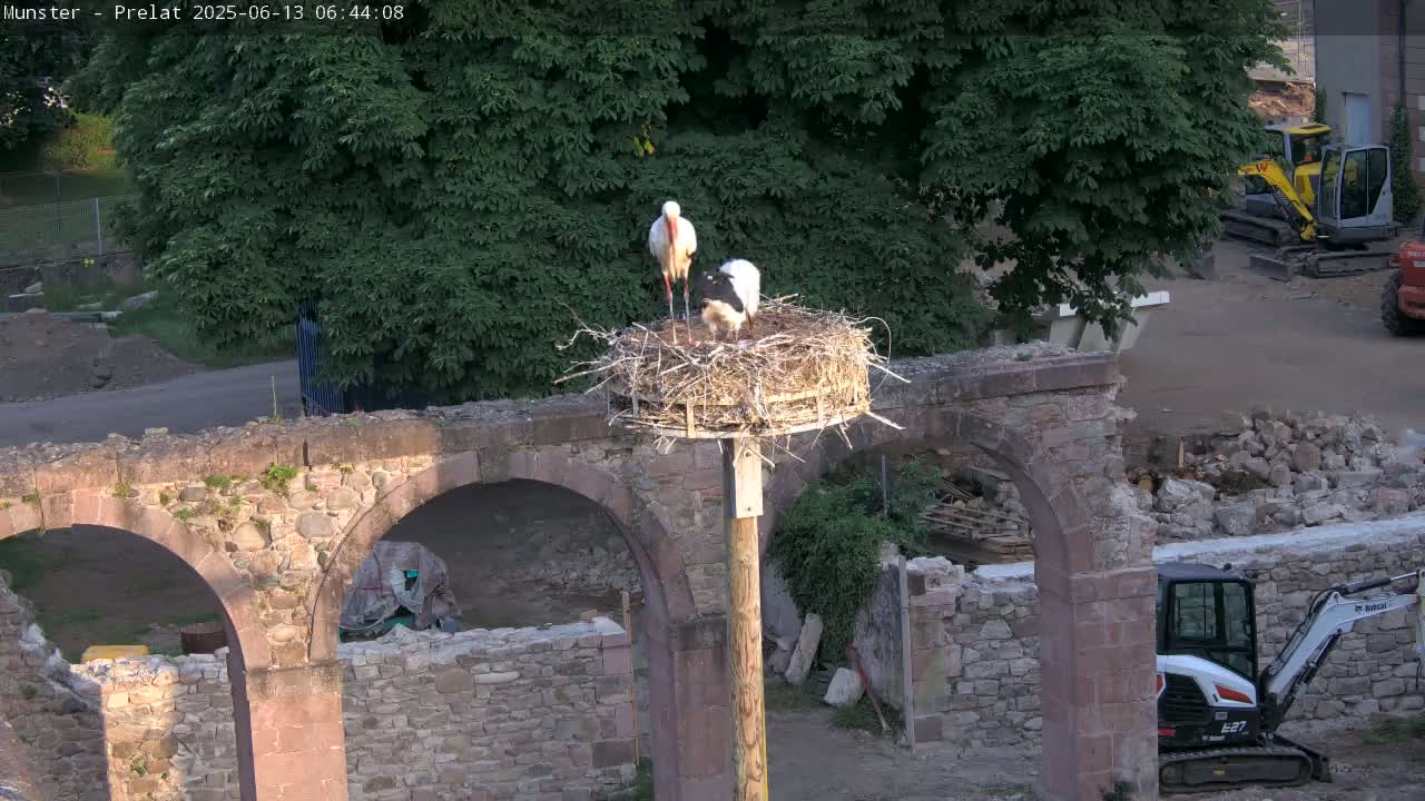 Munster, Ruines de l'Ancienne abbaye Saint Grégoire (Ruins of the Old Abbey of Saint Gregory) & Stork Nest Live Cam - Colmar-Ribeauvillé, Haut-Rhin, Grand Est, France