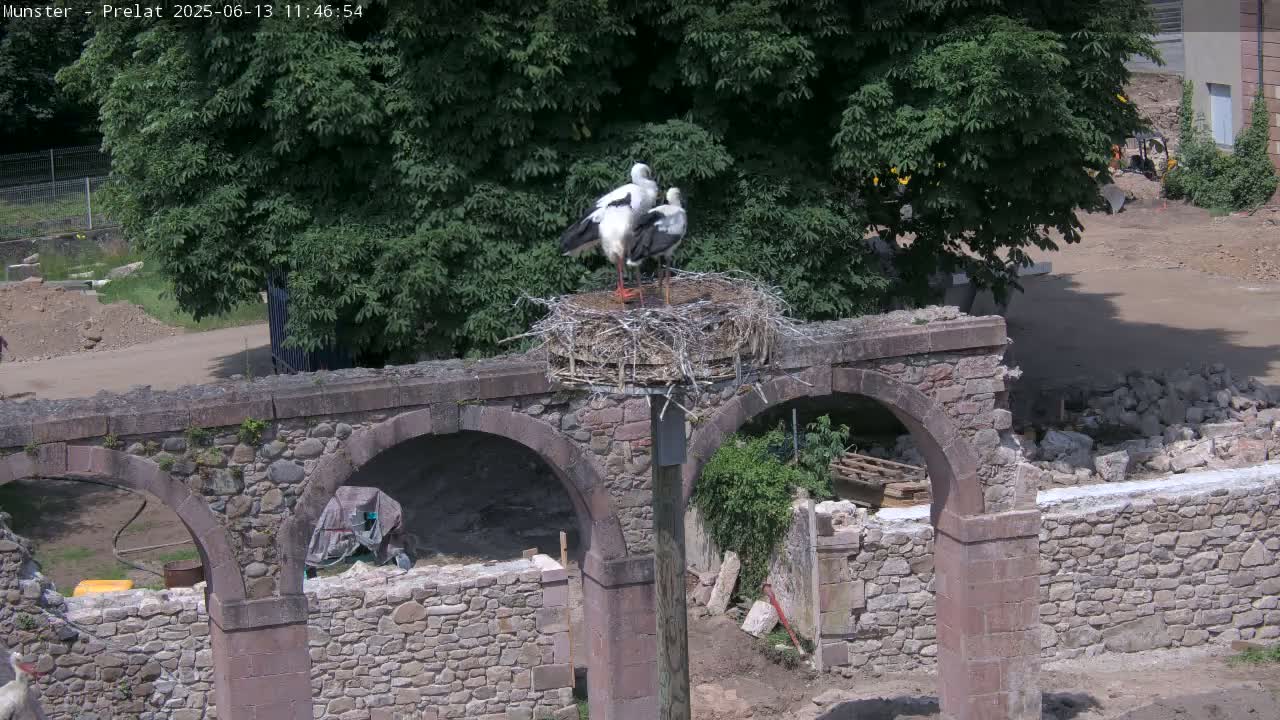 Two white storks stand in a large nest atop a stone archway on a sunny day.