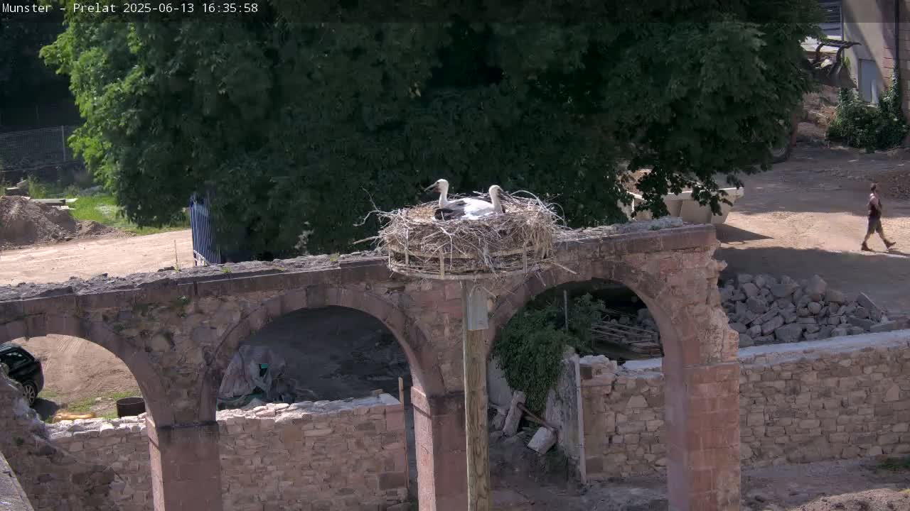 Two white storks sit in a nest atop a weathered stone structure on a sunny day.