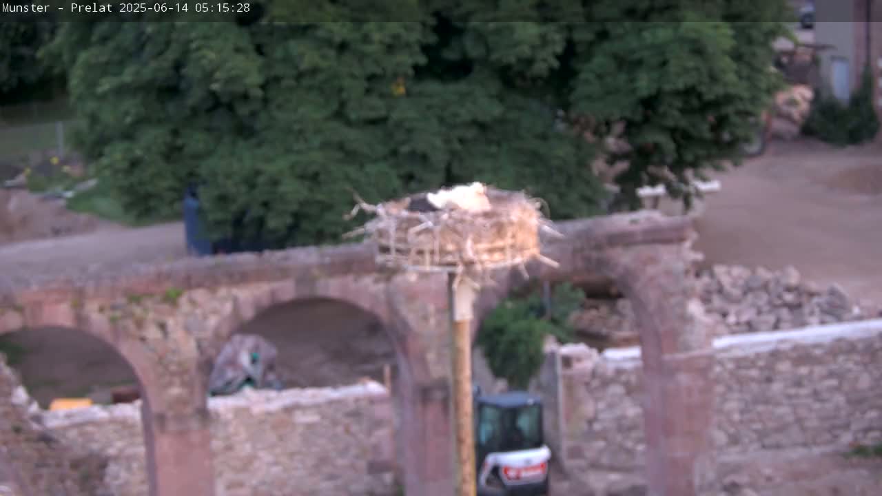 Munster, Ruines de l'Ancienne abbaye Saint Grégoire (Ruins of the Old Abbey of Saint Gregory) & Stork Nest Live Cam - Colmar-Ribeauvillé, Haut-Rhin, Grand Est, France