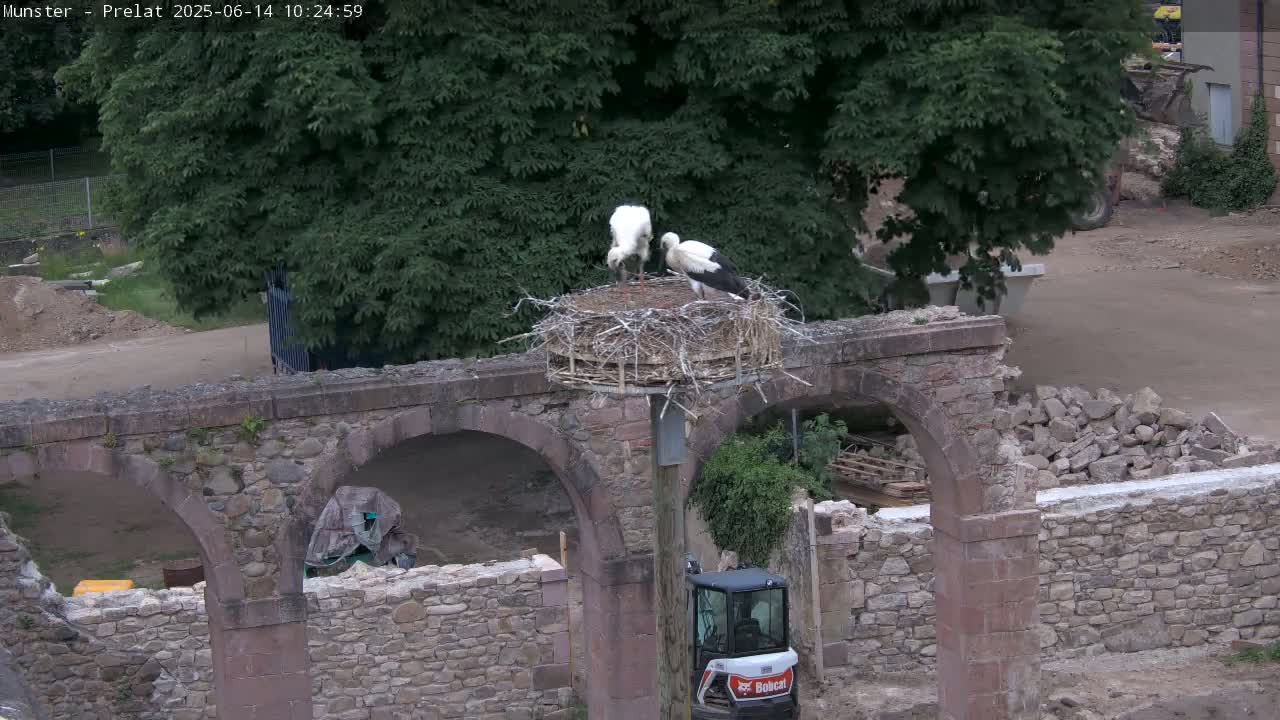 Two storks stand in a large nest atop a pole situated on a partially ruined stone archway amidst construction activity on a partly cloudy day.