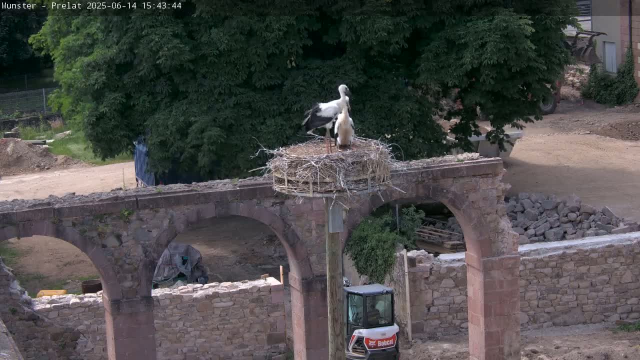 Two storks are perched on a nest atop a weathered stone structure under a sunny sky.