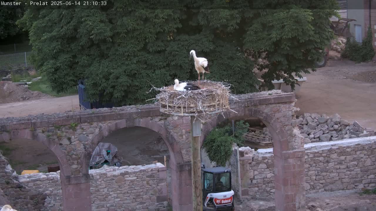 Two storks are perched on a nest atop a weathered stone structure under a sunny sky.