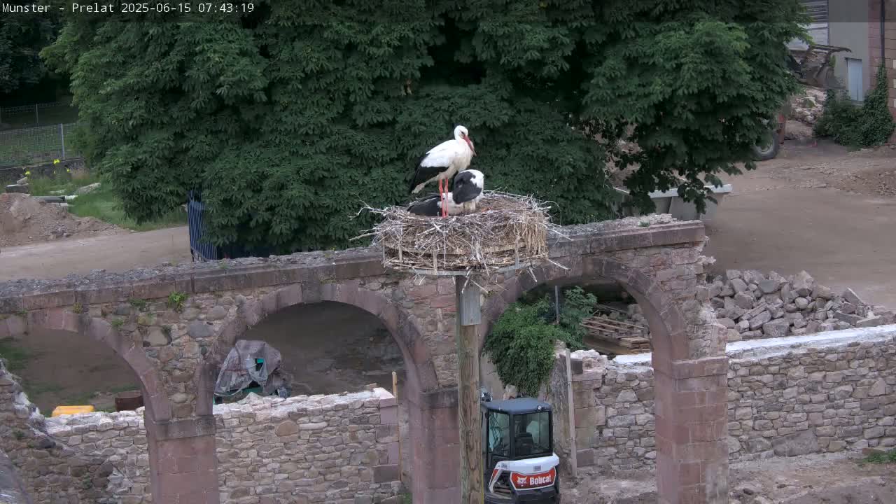 Munster, Ruines de l'Ancienne abbaye Saint Grégoire (Ruins of the Old Abbey of Saint Gregory) & Stork Nest Live Cam - Colmar-Ribeauvillé, Haut-Rhin, Grand Est, France