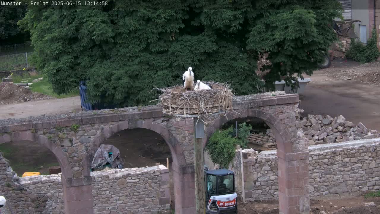 Two white storks stand in a nest atop a pole situated on a stone archway undergoing construction amidst a backdrop of green trees on a partly cloudy day.