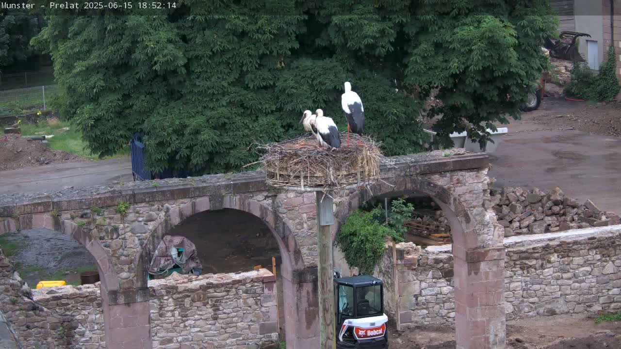 Three storks are perched in a large nest atop a weathered stone structure with arches, under a partly cloudy sky.