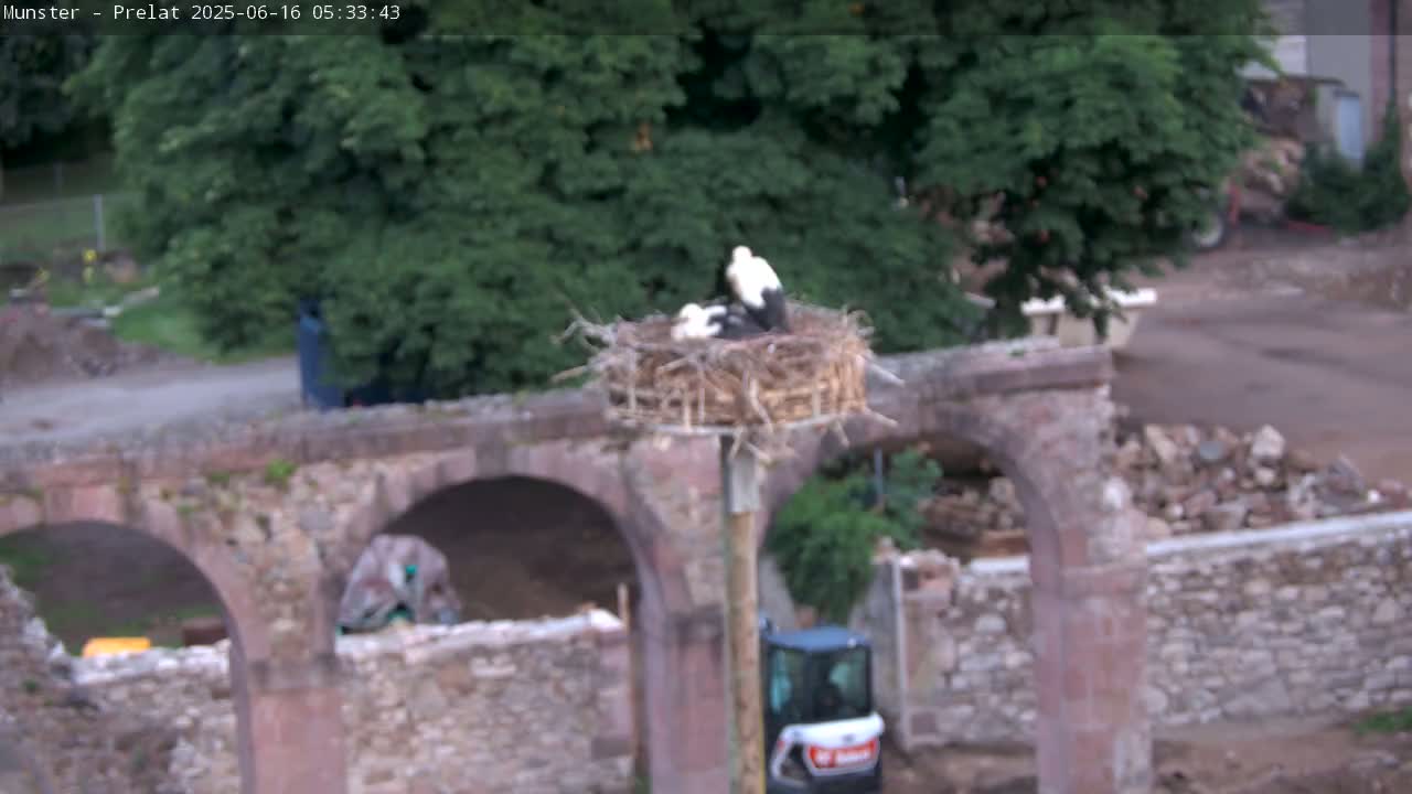 Munster, Ruines de l'Ancienne abbaye Saint Grégoire (Ruins of the Old Abbey of Saint Gregory) & Stork Nest Live Cam - Colmar-Ribeauvillé, Haut-Rhin, Grand Est, France