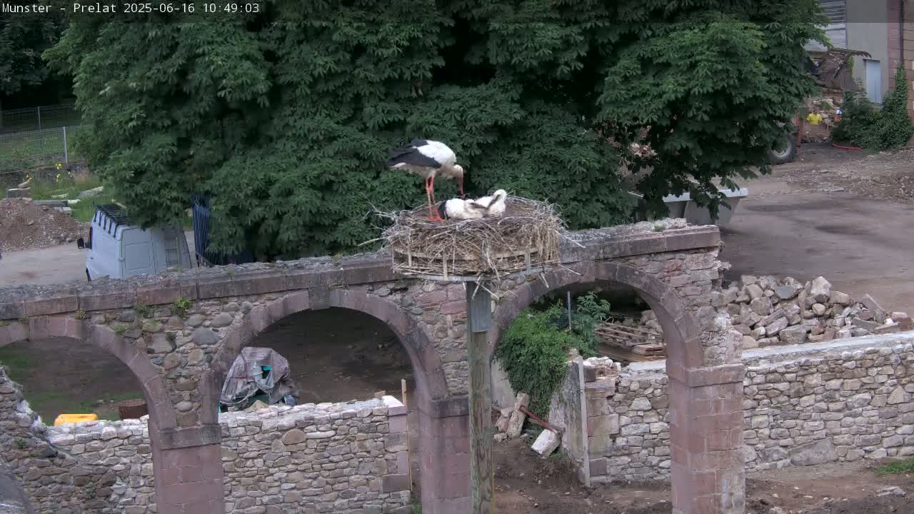 Two adult storks tend to their young in a nest atop a stone archway amidst construction and greenery.