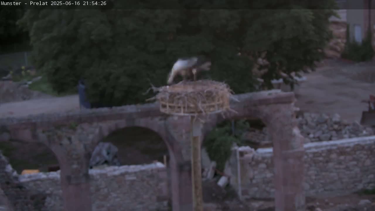 Munster, Ruines de l'Ancienne abbaye Saint Grégoire (Ruins of the Old Abbey of Saint Gregory) & Stork Nest Live Cam - Colmar-Ribeauvillé, Haut-Rhin, Grand Est, France