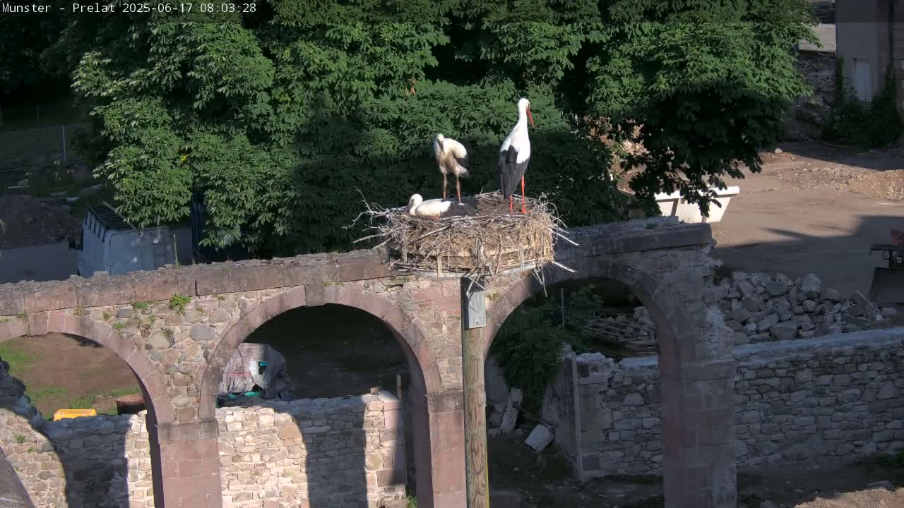 Munster, Ruines de l'Ancienne abbaye Saint Grégoire (Ruins of the Old Abbey of Saint Gregory) & Stork Nest Live Cam - Colmar-Ribeauvillé, Haut-Rhin, Grand Est, France