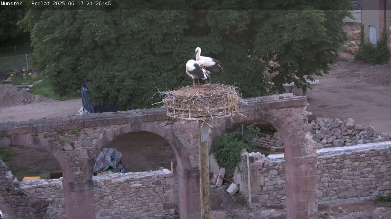 Two storks stand in a nest atop a tall post situated on a crumbling stone structure under a twilight sky.