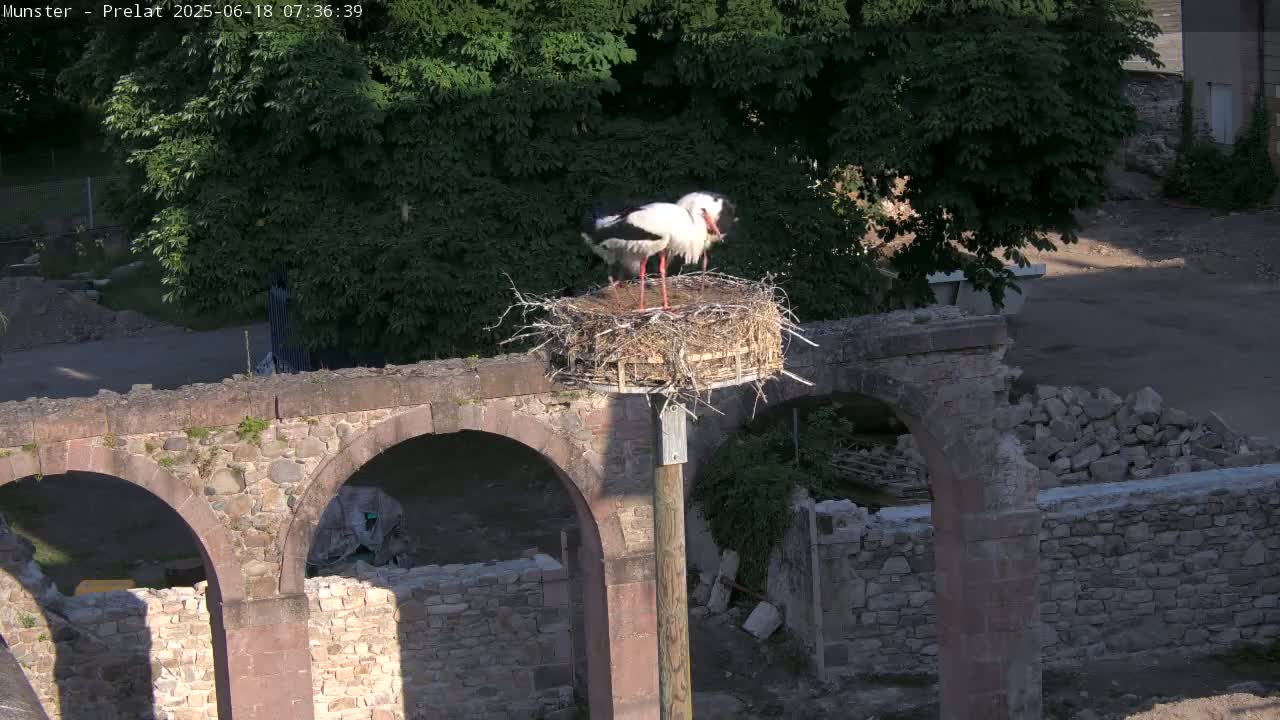 Munster, Ruines de l'Ancienne abbaye Saint Grégoire (Ruins of the Old Abbey of Saint Gregory) & Stork Nest Live Cam - Colmar-Ribeauvillé, Haut-Rhin, Grand Est, France
