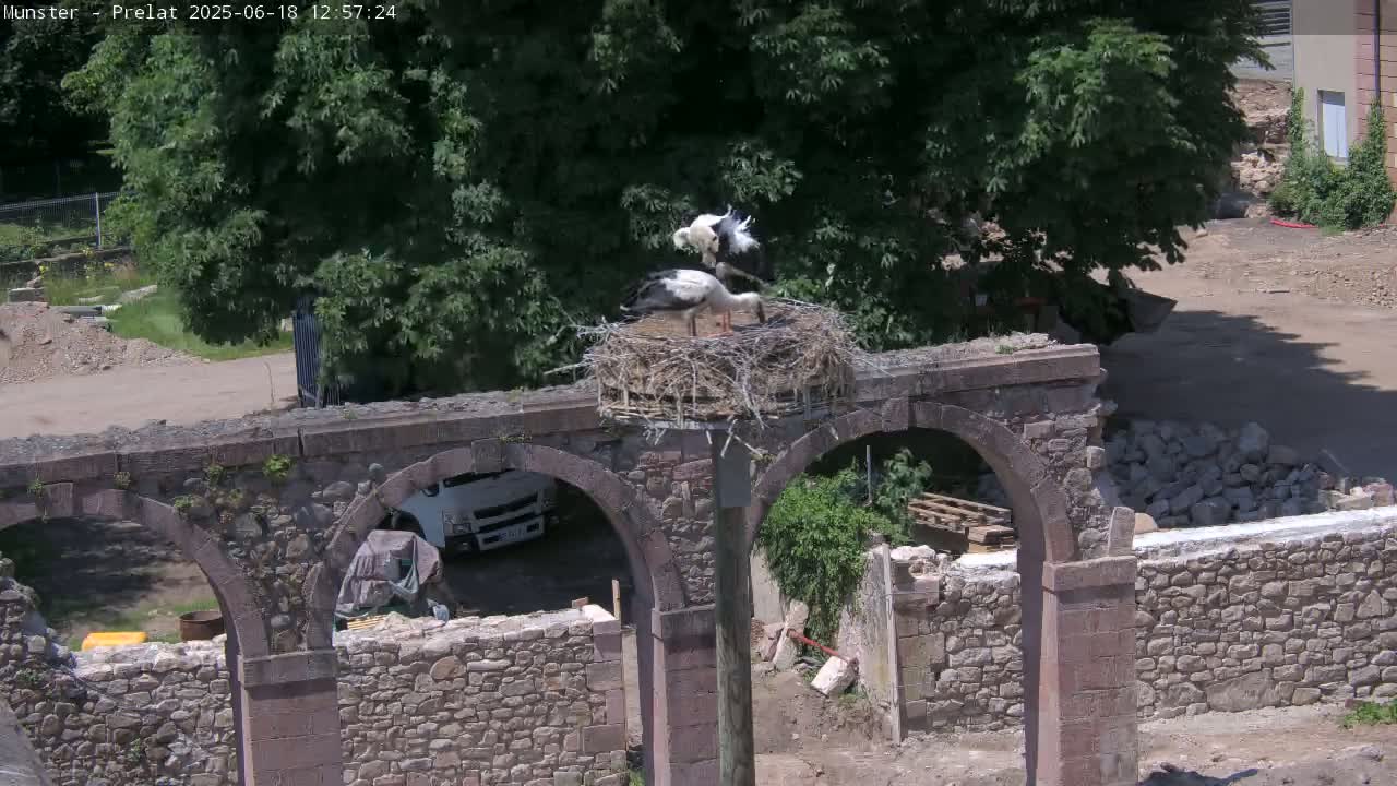 Two storks are in a nest atop a stone structure with arches, under a sunny sky.