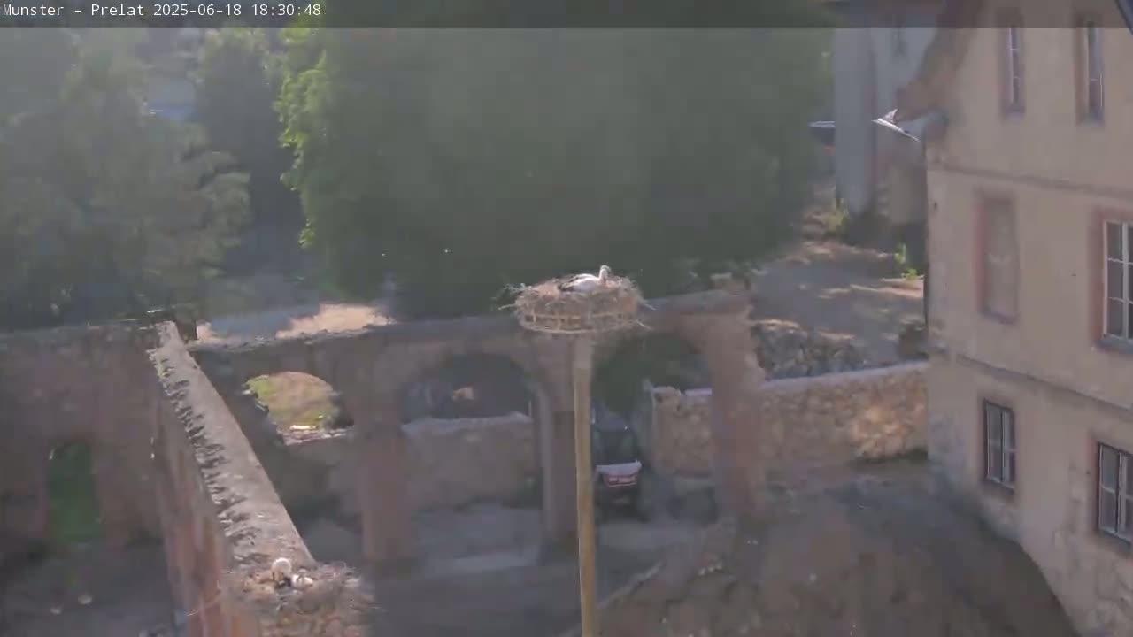 A stork sits in a nest atop a pole in the middle of a partly ruined stone structure on a sunny day.