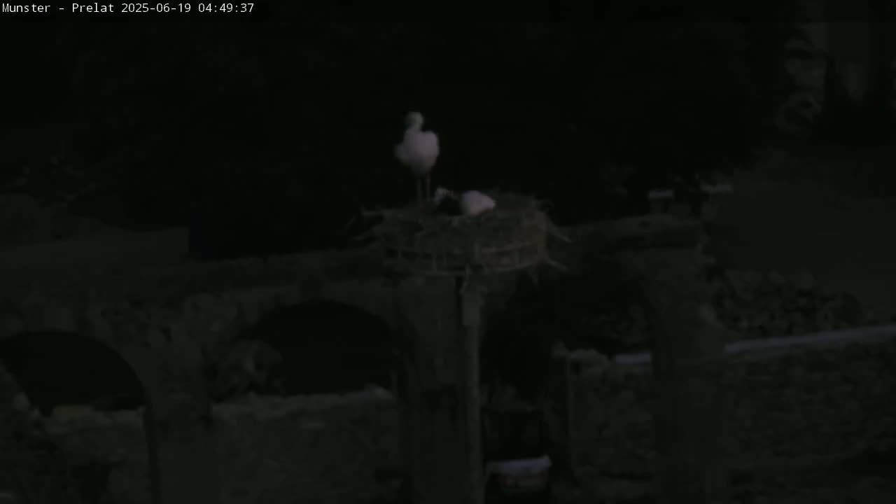 Munster, Ruines de l'Ancienne abbaye Saint Grégoire (Ruins of the Old Abbey of Saint Gregory) & Stork Nest Live Cam - Colmar-Ribeauvillé, Haut-Rhin, Grand Est, France