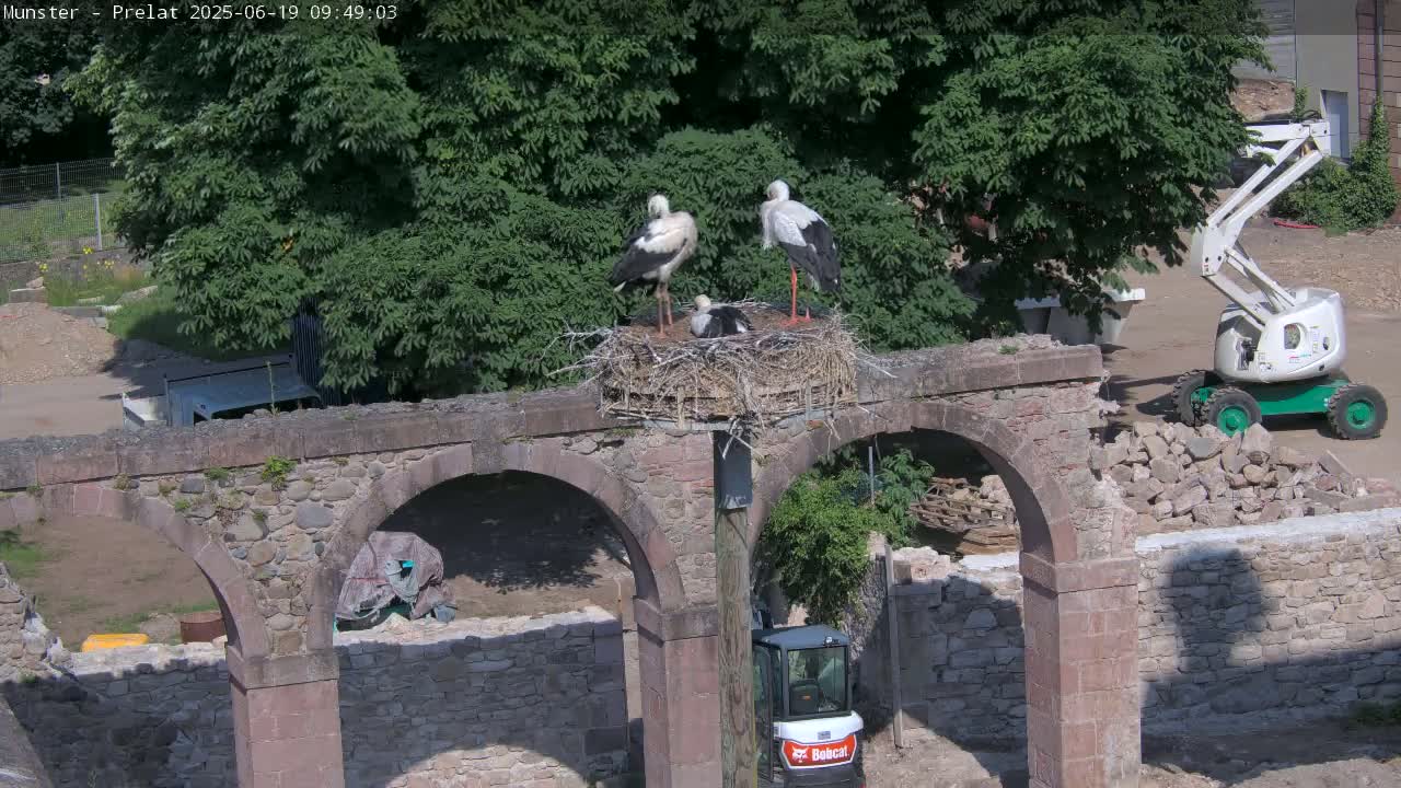 Three storks are perched on a large nest atop a stone archway under a sunny sky, near construction equipment and rubble.