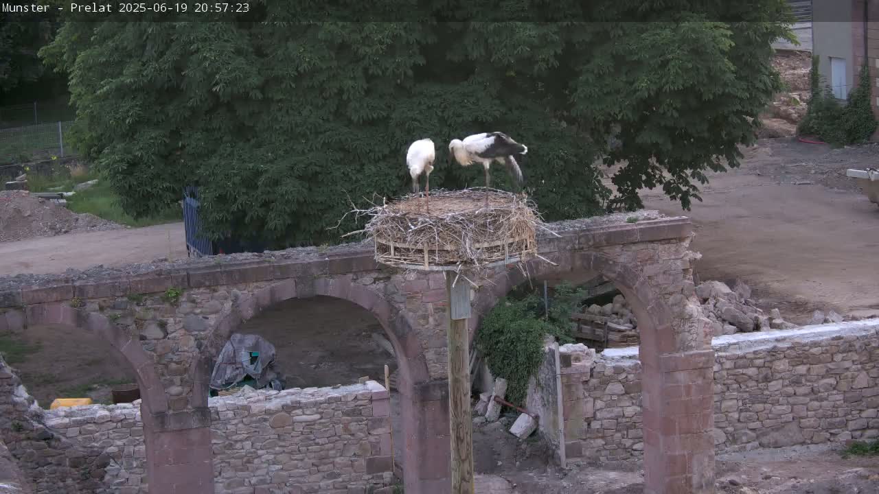 Munster, Ruines de l'Ancienne abbaye Saint Grégoire (Ruins of the Old Abbey of Saint Gregory) & Stork Nest Live Cam - Colmar-Ribeauvillé, Haut-Rhin, Grand Est, France