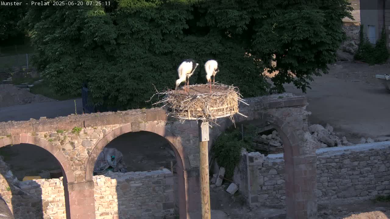 Munster, Ruines de l'Ancienne abbaye Saint Grégoire (Ruins of the Old Abbey of Saint Gregory) & Stork Nest Live Cam - Colmar-Ribeauvillé, Haut-Rhin, Grand Est, France