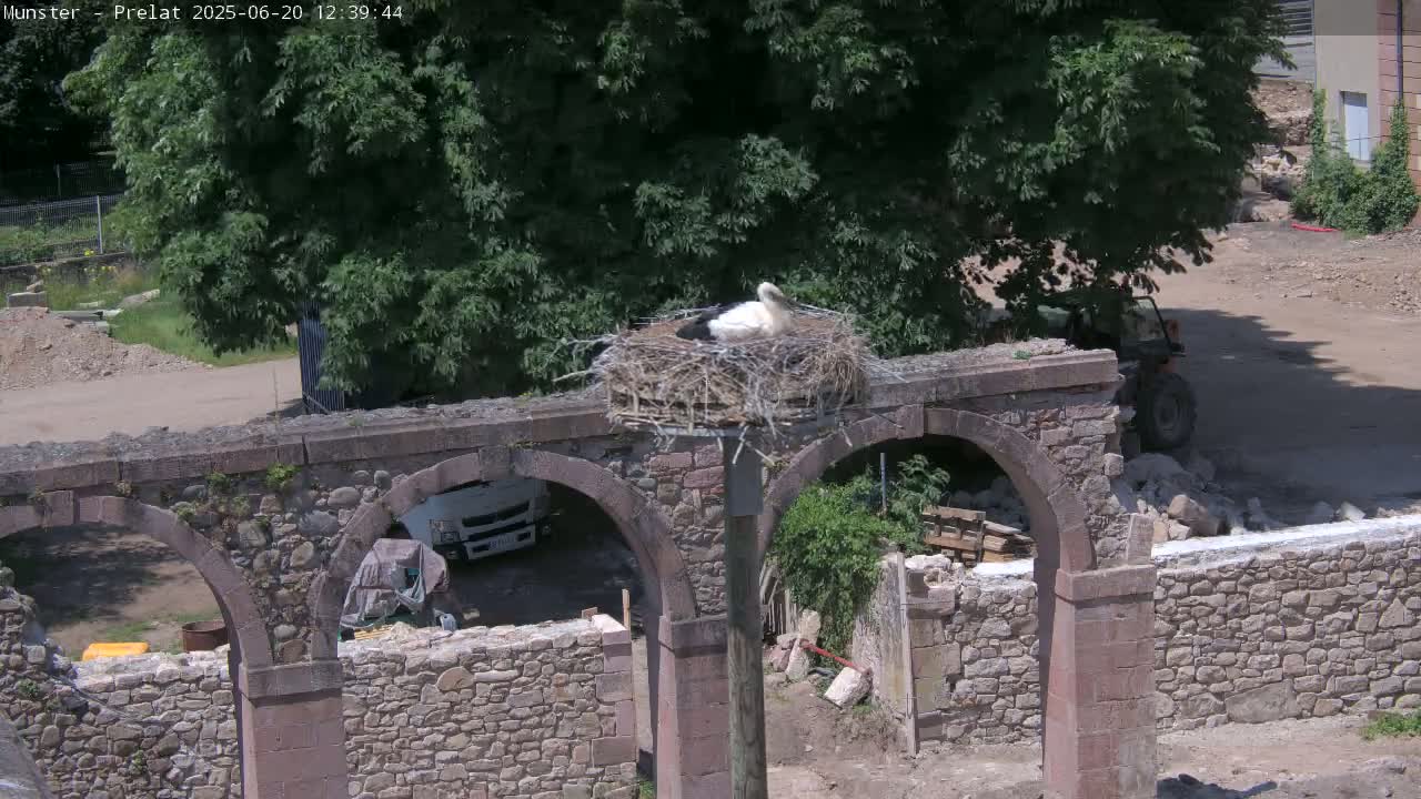 A white stork rests in a nest atop a weathered stone archway on a sunny day, with construction activity visible nearby.