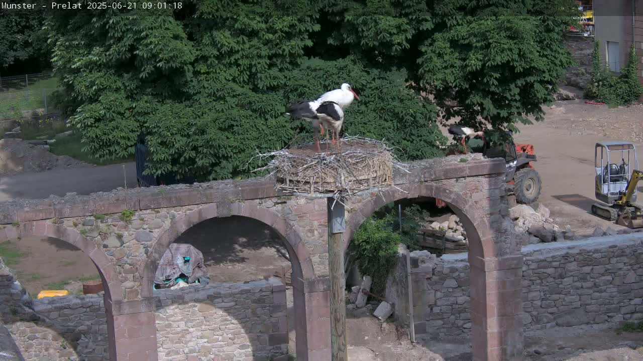 Two storks stand in a nest atop a stone archway on a sunny day near construction equipment and a partially demolished stone structure.