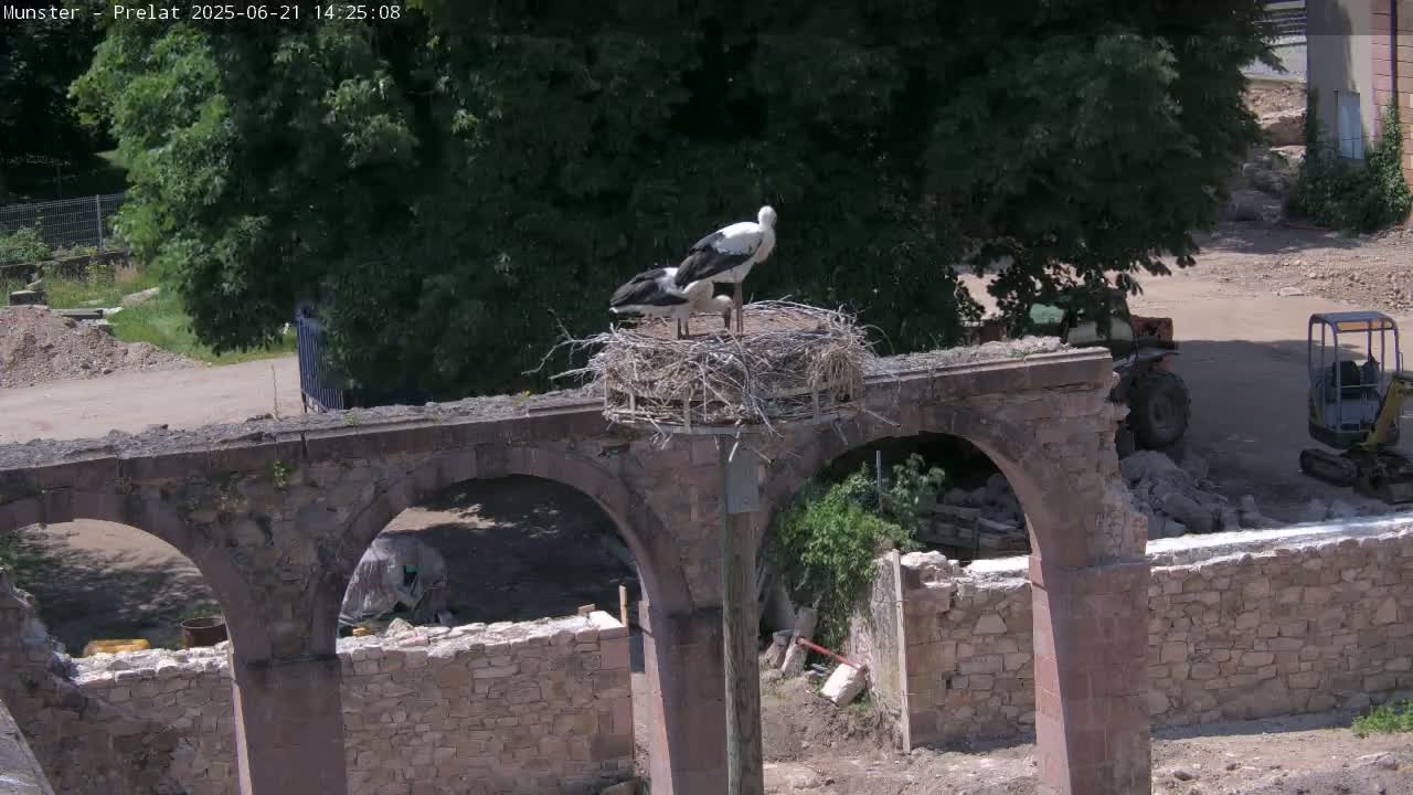 Two storks stand in a nest atop a stone structure with arches under a sunny sky.