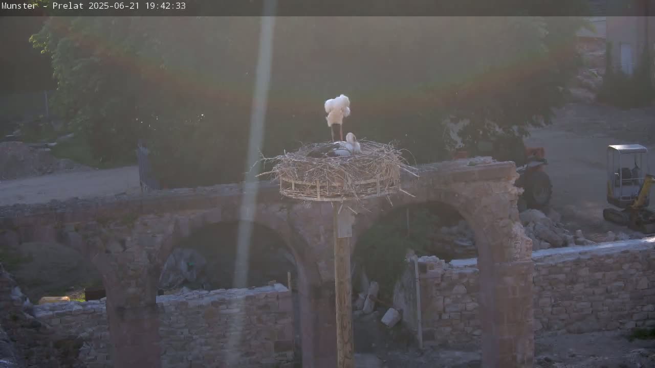 Two white storks are in a nest atop a wooden post situated on a partially demolished stone structure in hazy sunlight.