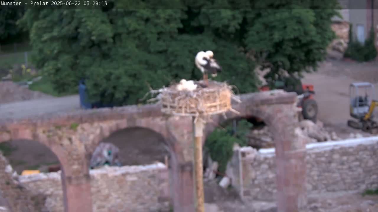 Munster, Ruines de l'Ancienne abbaye Saint Grégoire (Ruins of the Old Abbey of Saint Gregory) & Stork Nest Live Cam - Colmar-Ribeauvillé, Haut-Rhin, Grand Est, France