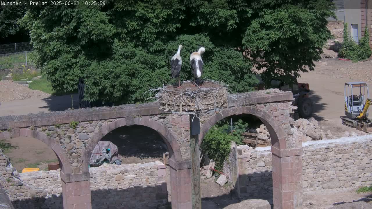 Two storks stand in a large nest atop a stone archway on a sunny day.