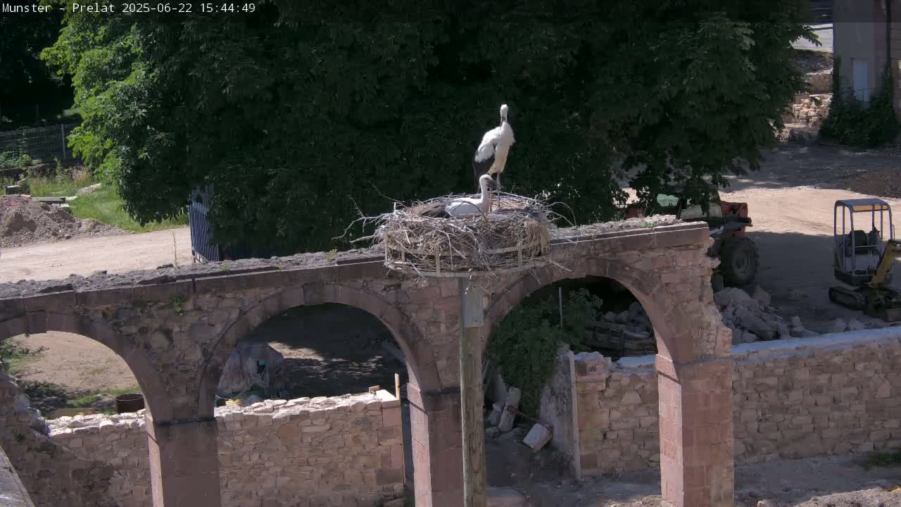 Two storks stand in a nest atop a stone archway on a sunny day, near construction equipment and rubble.