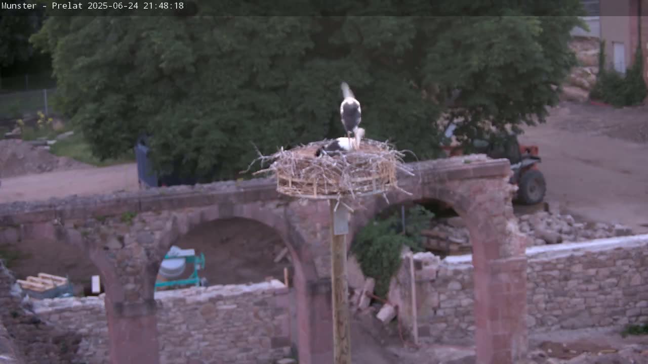 Two storks are in a nest atop a pole near a stone ruin under a twilight sky.