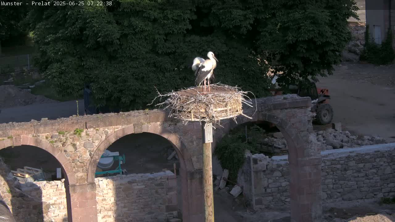 Munster, Ruines de l'Ancienne abbaye Saint Grégoire (Ruins of the Old Abbey of Saint Gregory) & Stork Nest Live Cam - Colmar-Ribeauvillé, Haut-Rhin, Grand Est, France