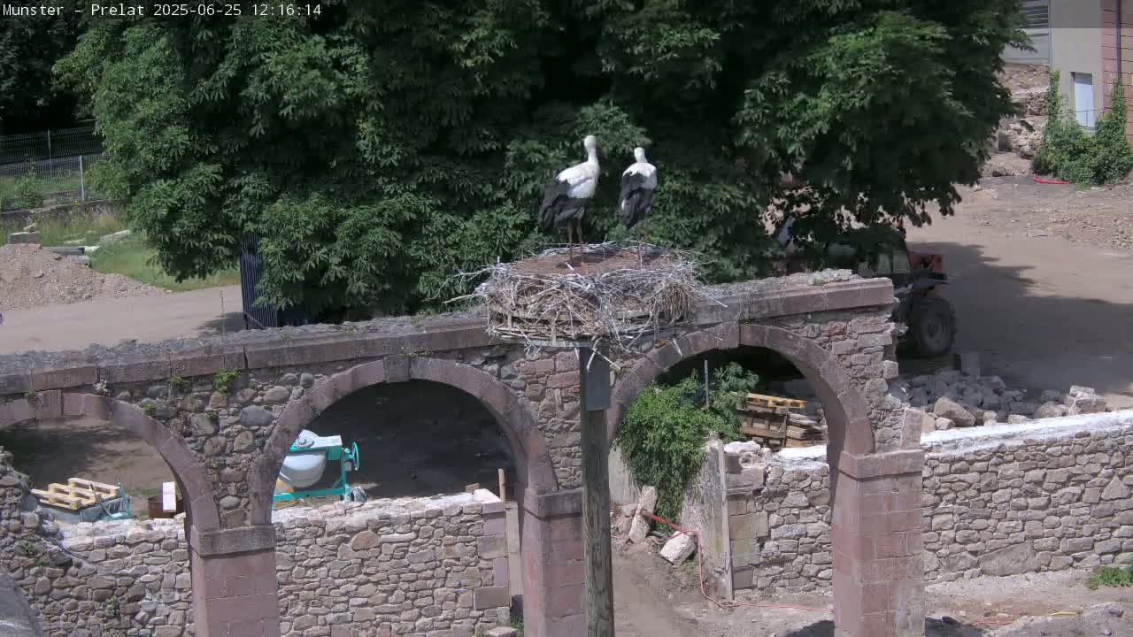 Munster, Ruines de l'Ancienne abbaye Saint Grégoire (Ruins of the Old Abbey of Saint Gregory) & Stork Nest Live Cam - Colmar-Ribeauvillé, Haut-Rhin, Grand Est, France
