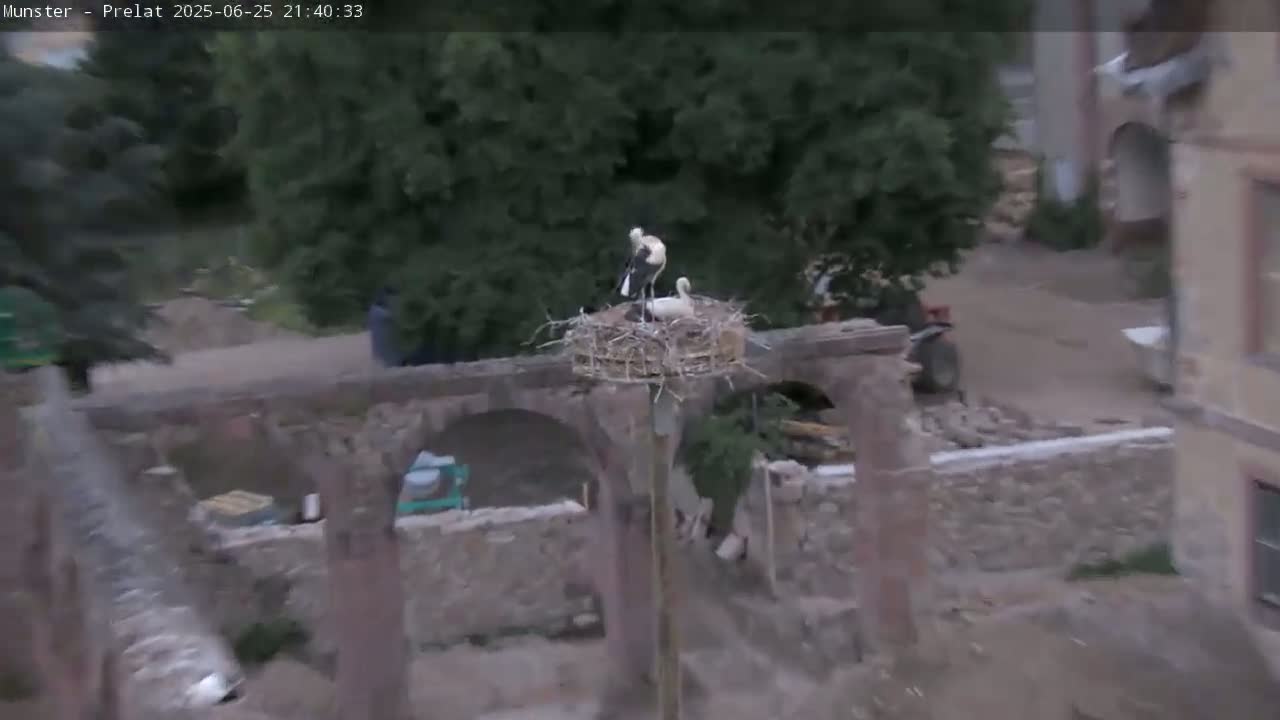 Munster, Ruines de l'Ancienne abbaye Saint Grégoire (Ruins of the Old Abbey of Saint Gregory) & Stork Nest Live Cam - Colmar-Ribeauvillé, Haut-Rhin, Grand Est, France