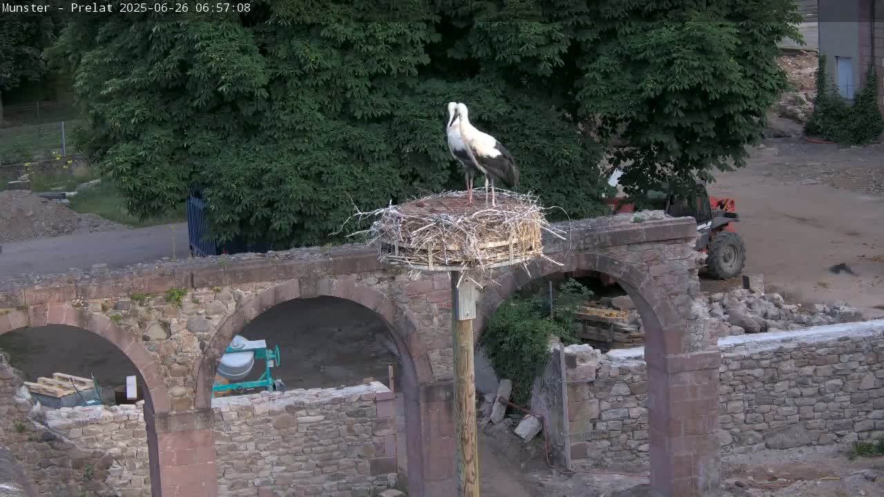 Munster, Ruines de l'Ancienne abbaye Saint Grégoire (Ruins of the Old Abbey of Saint Gregory) & Stork Nest Live Cam - Colmar-Ribeauvillé, Haut-Rhin, Grand Est, France