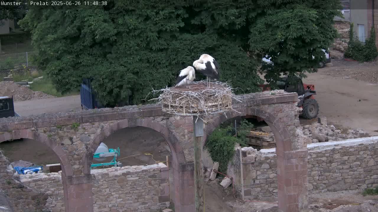 Munster, Ruines de l'Ancienne abbaye Saint Grégoire (Ruins of the Old Abbey of Saint Gregory) & Stork Nest Live Cam - Colmar-Ribeauvillé, Haut-Rhin, Grand Est, France