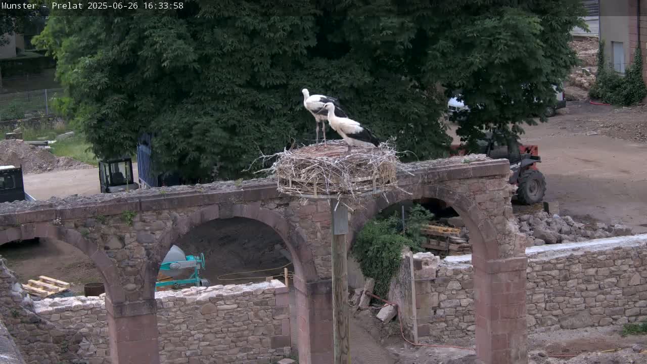 Munster, Ruines de l'Ancienne abbaye Saint Grégoire (Ruins of the Old Abbey of Saint Gregory) & Stork Nest Live Cam - Colmar-Ribeauvillé, Haut-Rhin, Grand Est, France