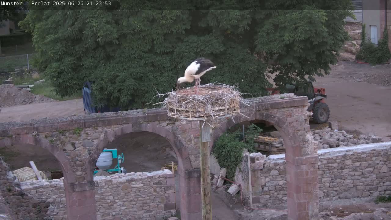 Munster, Ruines de l'Ancienne abbaye Saint Grégoire (Ruins of the Old Abbey of Saint Gregory) & Stork Nest Live Cam - Colmar-Ribeauvillé, Haut-Rhin, Grand Est, France