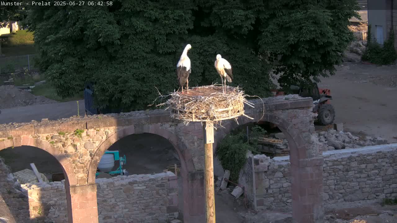 Munster, Ruines de l'Ancienne abbaye Saint Grégoire (Ruins of the Old Abbey of Saint Gregory) & Stork Nest Live Cam - Colmar-Ribeauvillé, Haut-Rhin, Grand Est, France
