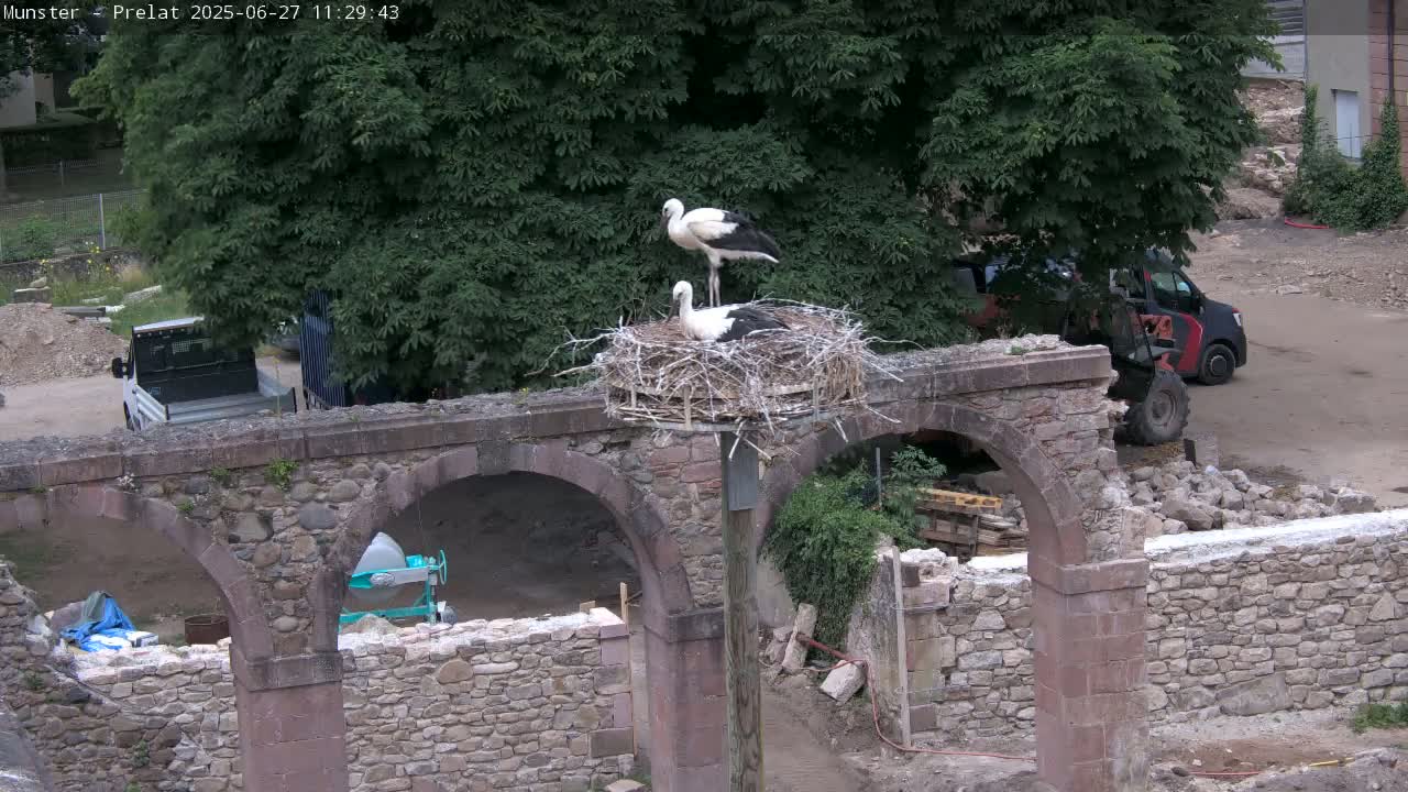 Munster, Ruines de l'Ancienne abbaye Saint Grégoire (Ruins of the Old Abbey of Saint Gregory) & Stork Nest Live Cam - Colmar-Ribeauvillé, Haut-Rhin, Grand Est, France