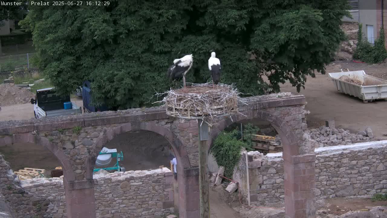 Munster, Ruines de l'Ancienne abbaye Saint Grégoire (Ruins of the Old Abbey of Saint Gregory) & Stork Nest Live Cam - Colmar-Ribeauvillé, Haut-Rhin, Grand Est, France