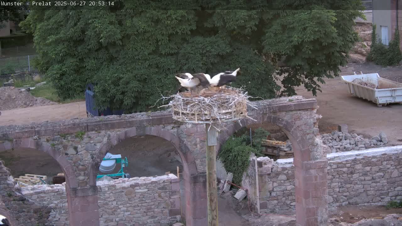 Munster, Ruines de l'Ancienne abbaye Saint Grégoire (Ruins of the Old Abbey of Saint Gregory) & Stork Nest Live Cam - Colmar-Ribeauvillé, Haut-Rhin, Grand Est, France