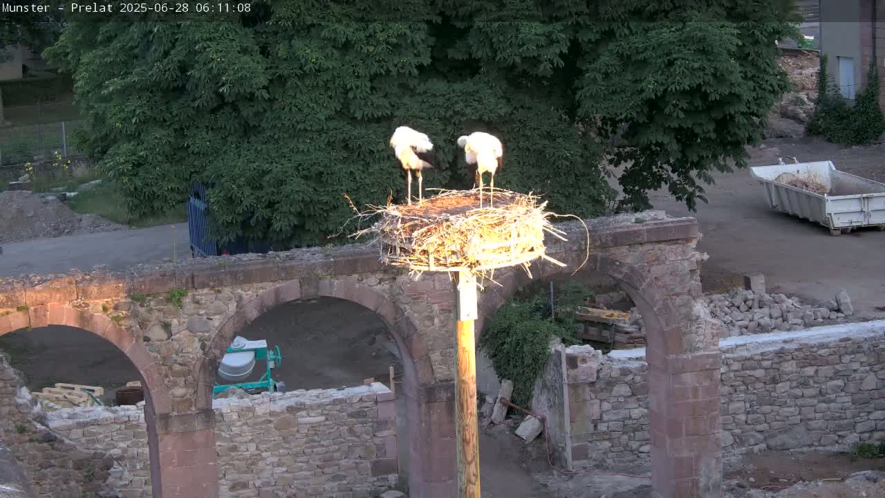 Munster, Ruines de l'Ancienne abbaye Saint Grégoire (Ruins of the Old Abbey of Saint Gregory) & Stork Nest Live Cam - Colmar-Ribeauvillé, Haut-Rhin, Grand Est, France